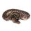 Thumbnail: 0447_05_11/25 Ball Python