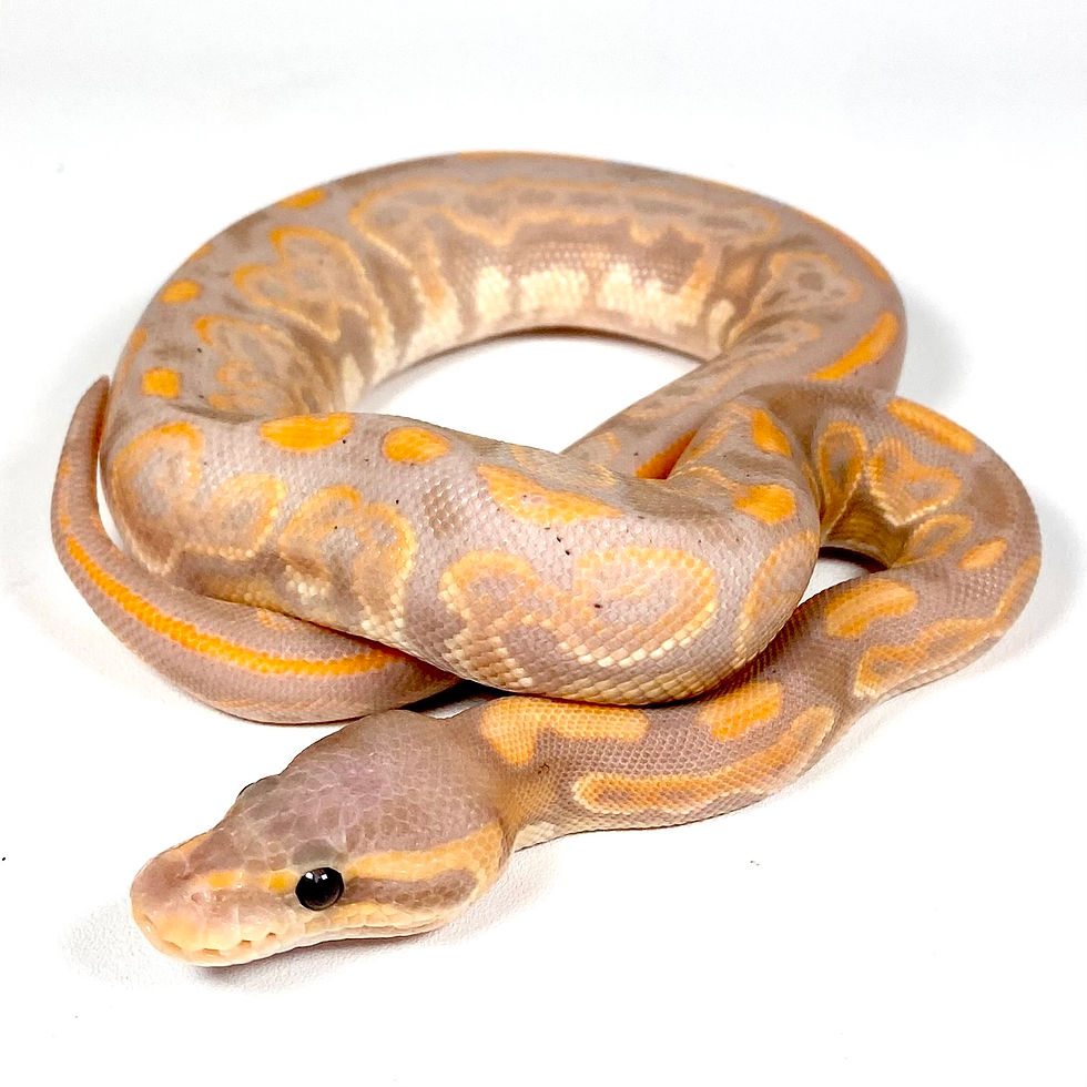 Thumbnail: GHI BP Banana Het Orange Ghost Ball Python