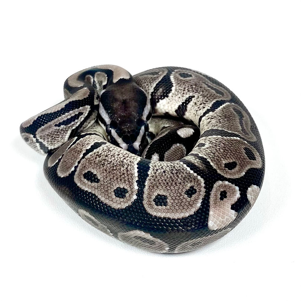 Thumbnail: 0422_01_7/25 VPI Axanthic Het Pied