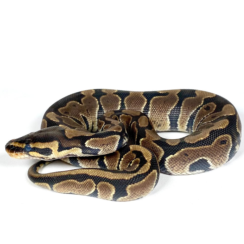 Thumbnail: Enchi Het Hypo Ball Python