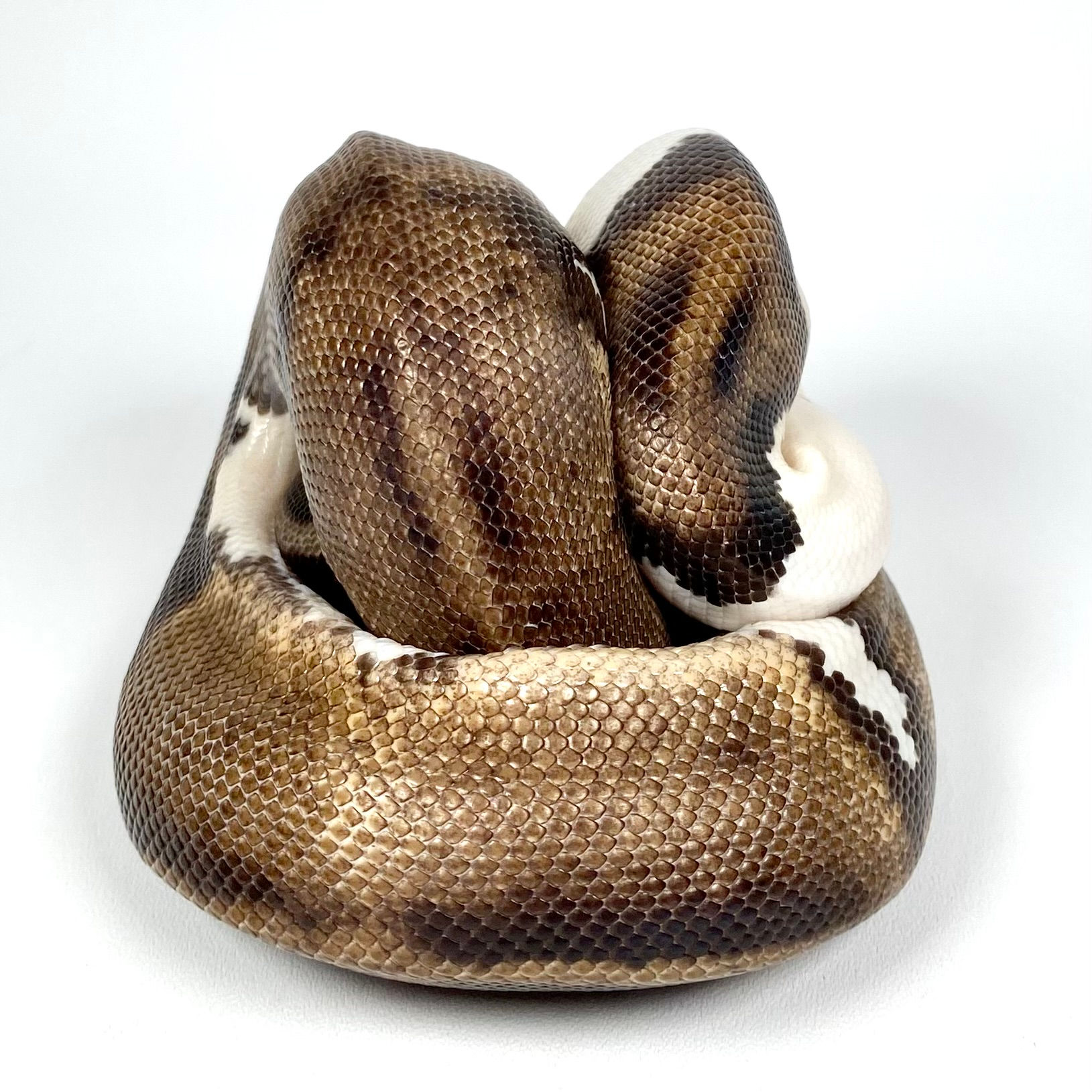 0273 Mahogany Pied Ball Python