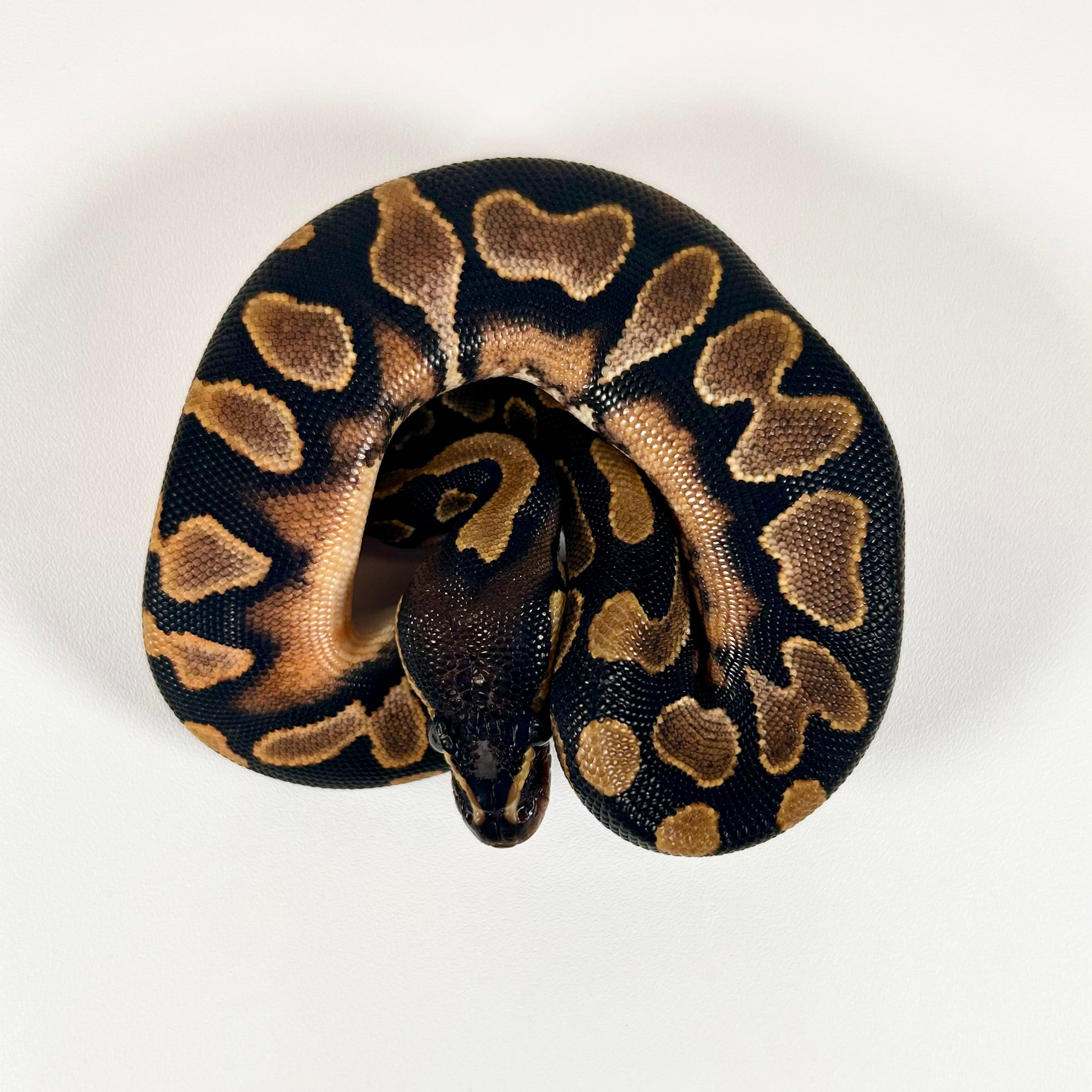 0405_06_10/24 SH Calico Ringer BH YB