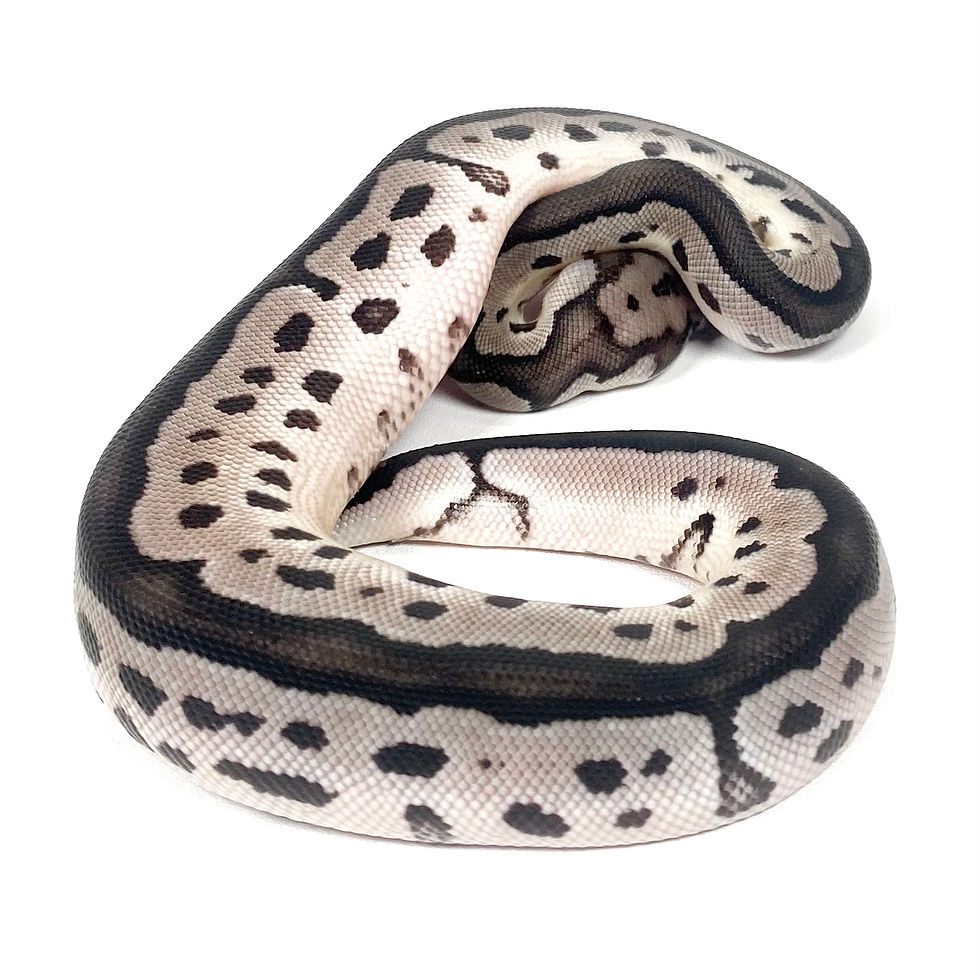 Thumbnail: 0422_05_7/25 VPI Axanthic Clown Het Pied