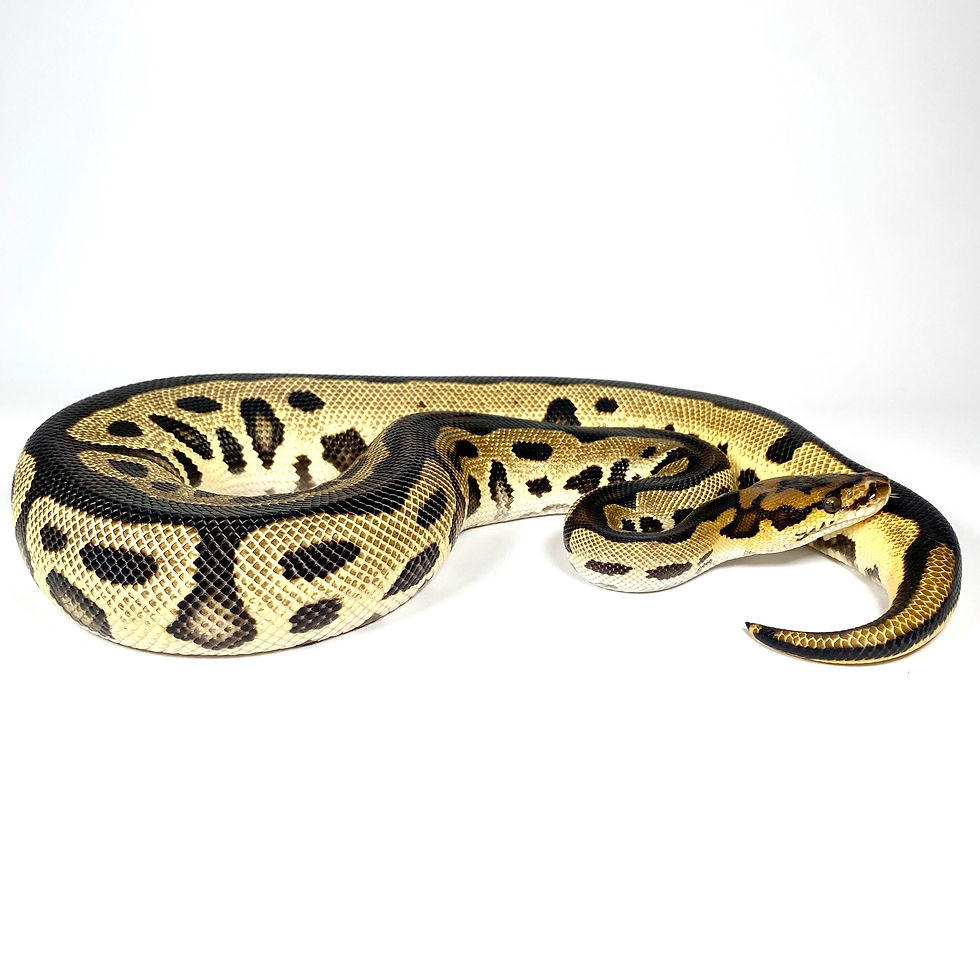 Thumbnail: 0277_07 OD Batman POS RS Ball Python