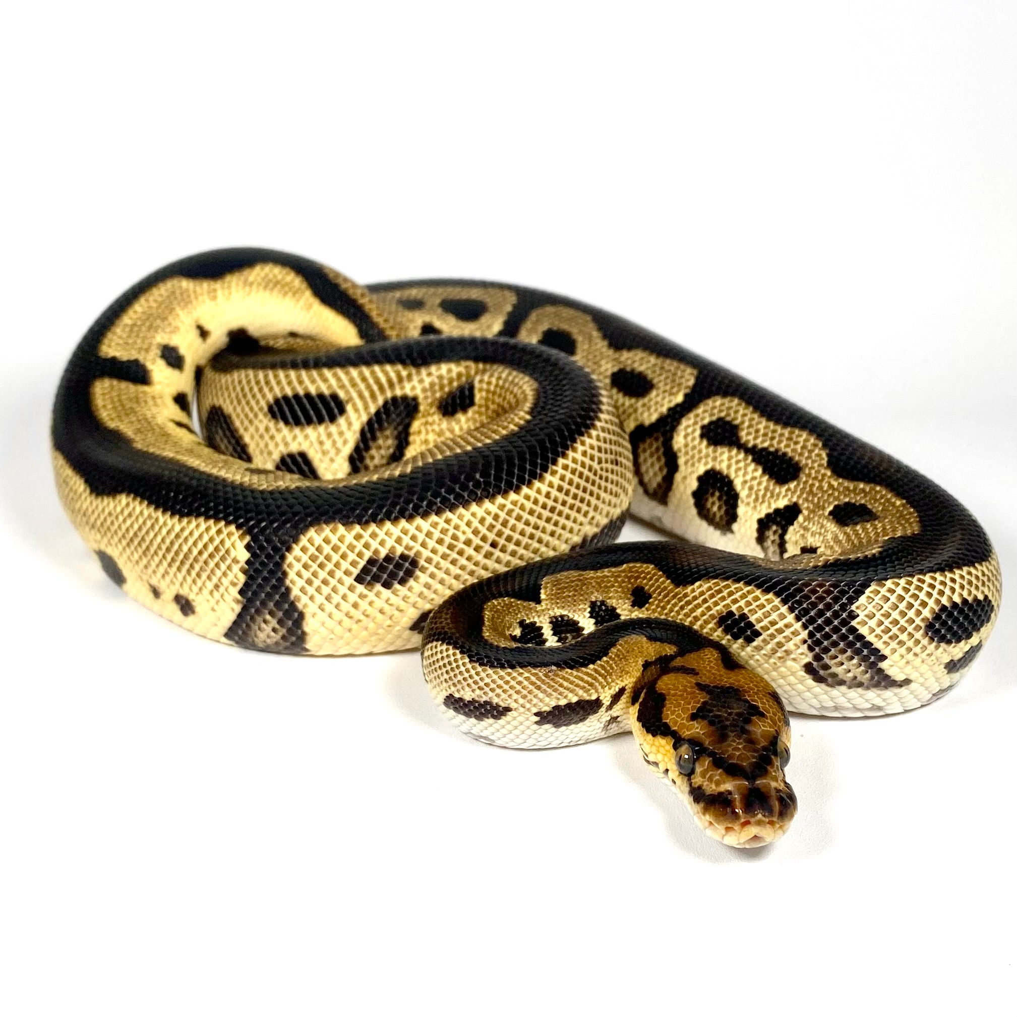 0277_07 OD Batman POS RS Ball Python