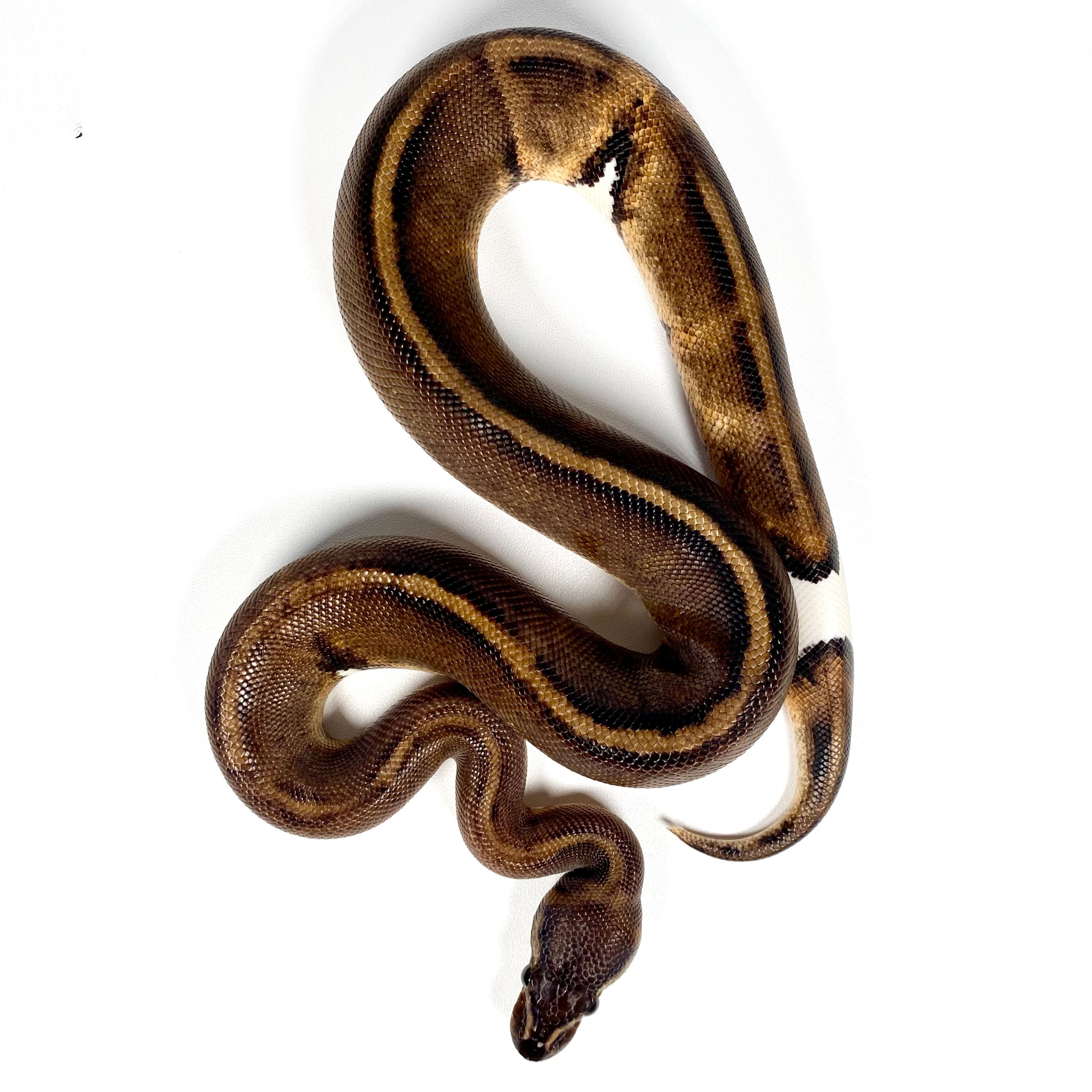 0272 Mahogany Pied Ball Python