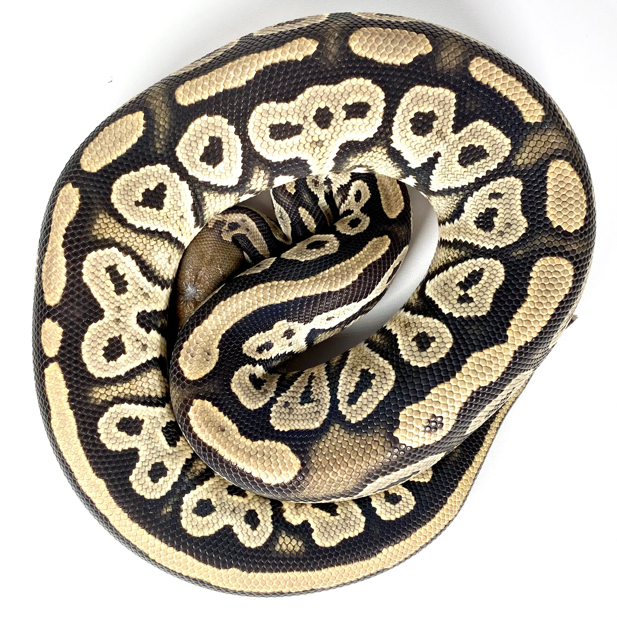 Huffman BH Hypo POS Het Clown Ball Python