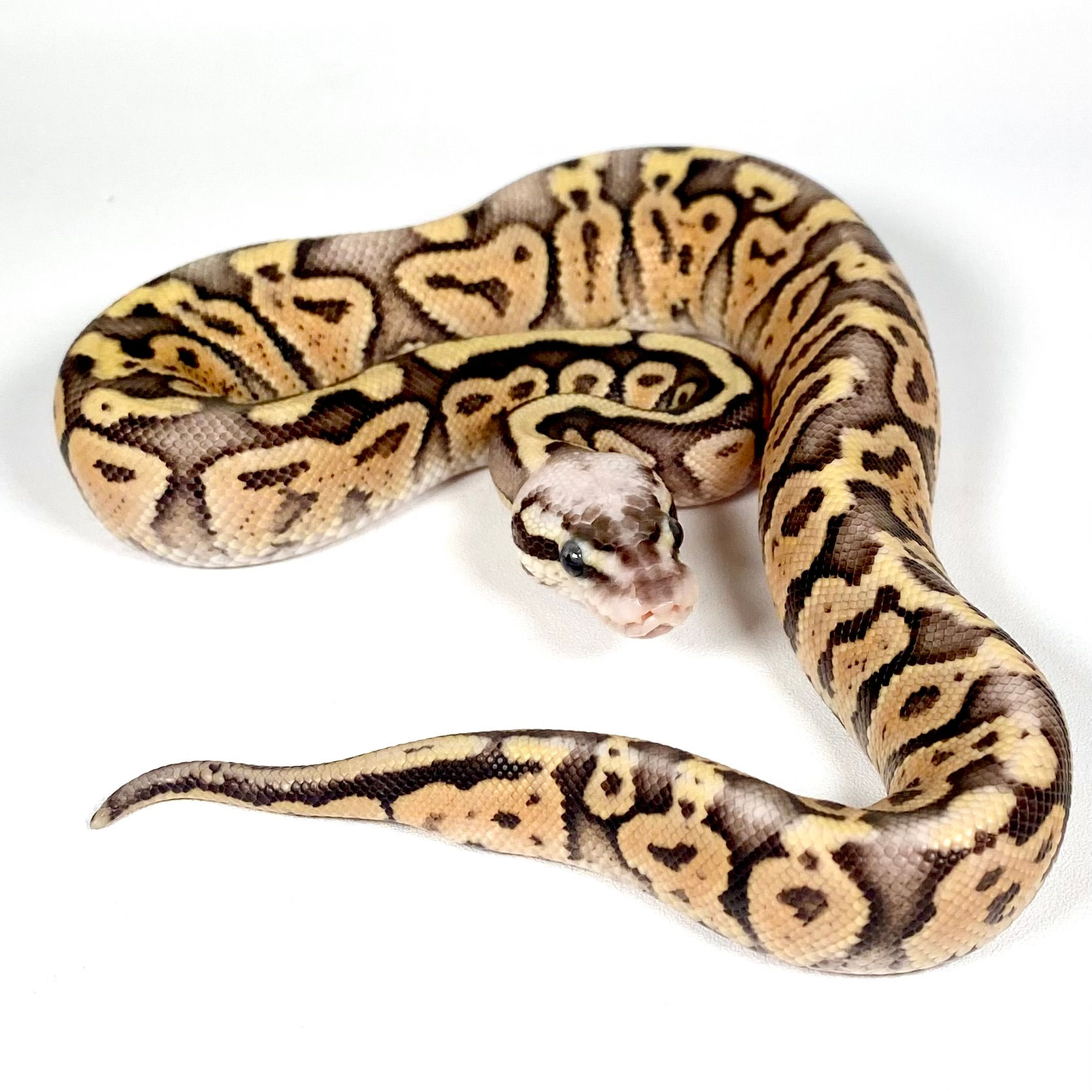 0810_AM Killer Vanilla Ball Python