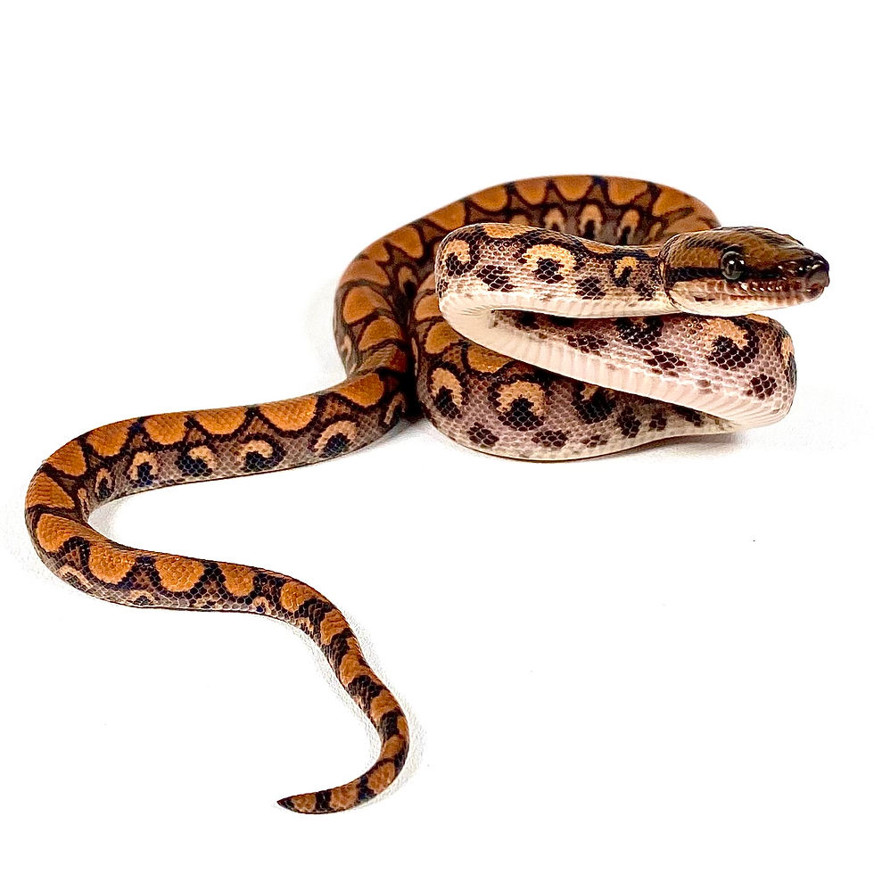 Thumbnail: BRB_01/26_3 Brazilian Rainbow Boa