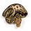 Thumbnail: 0377_04_7/25 Black Head Chocolate YB Clown Het Hypo POS Enchi Ball Python