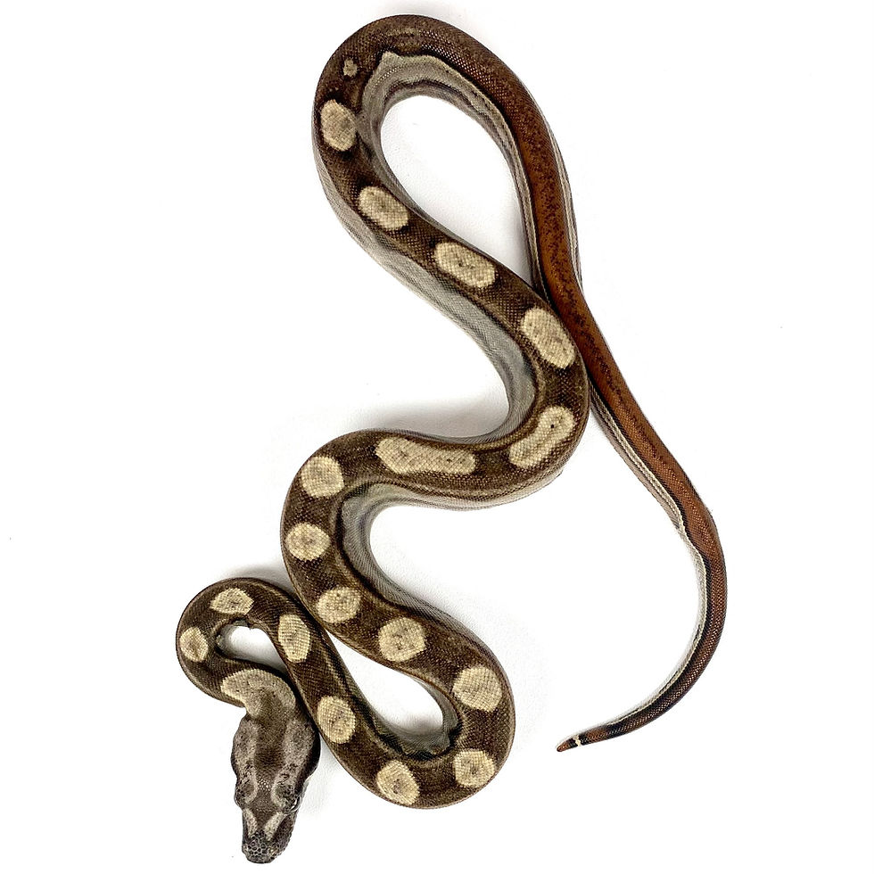 Thumbnail: BCI_0211 BCI Motley (Columbian) Boa Constrictor (BCI)