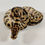 Thumbnail: 0373_06_7/24 OD Spotnose Clown