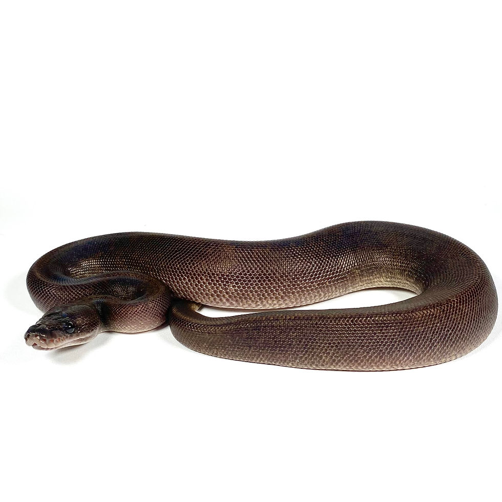 Thumbnail: 0277_08 Suma TH Hypo Dreamsicle Ball Python