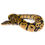 Thumbnail: 0384_09_5/25 Yellow Belly DH Candy Pied