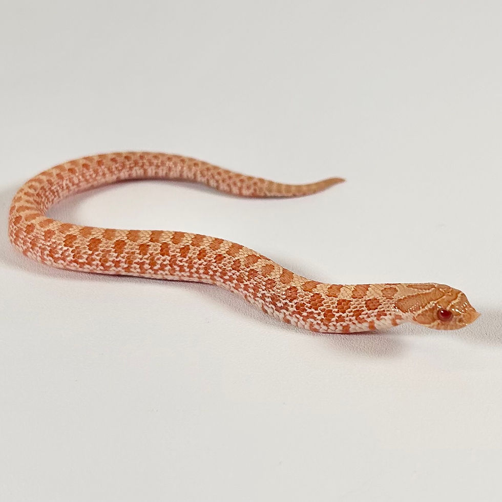 HN_0102_03_07/24 Albino 50% Het Axanthic Het Toffee Belly