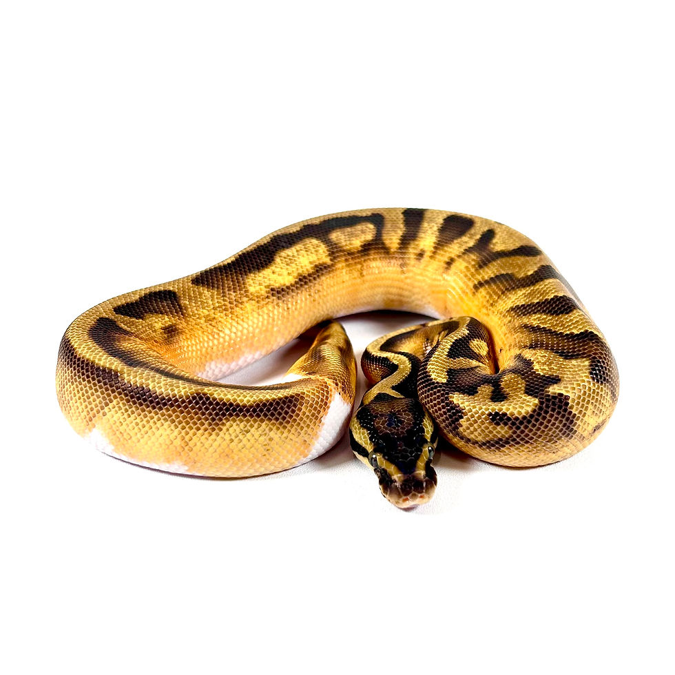 Thumbnail: 0397_01_7/24 OD Enchi GeneX Pied
