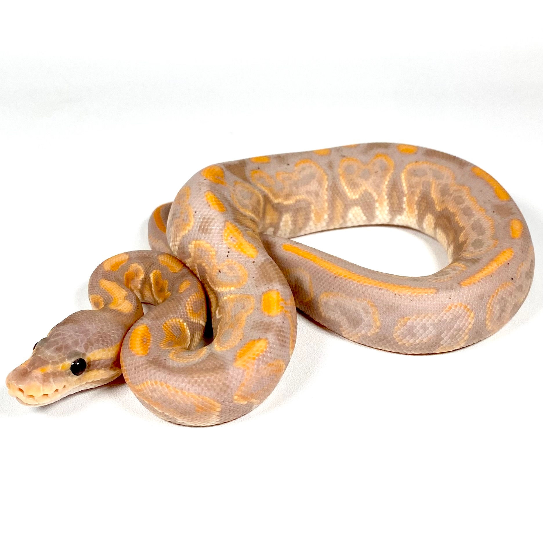 GHI BP Banana Het Orange Ghost Ball Python