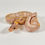 Thumbnail: 0405_02_10/24 Coral Glow Calico Ringer BH POS YB Ball Python