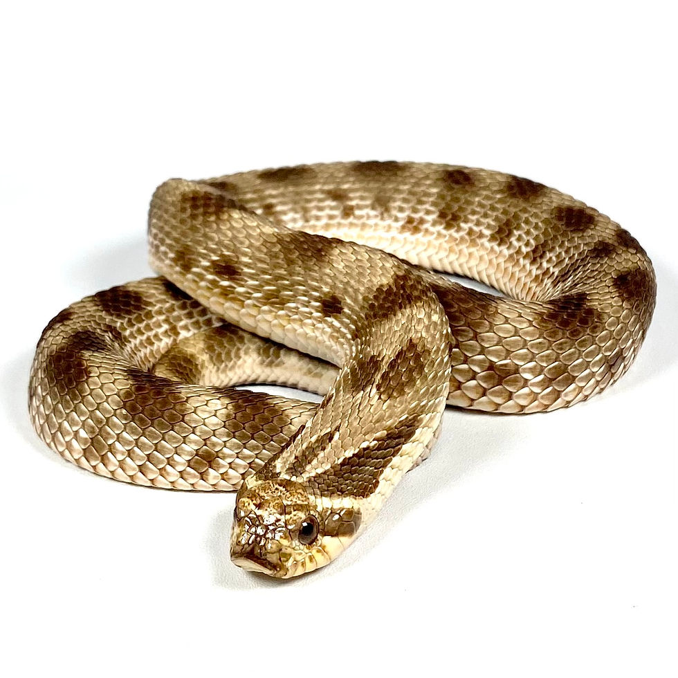 Thumbnail: HN_0101 Conda Purple Line TH Albino Axanthic Toffee Belly Western Hognose