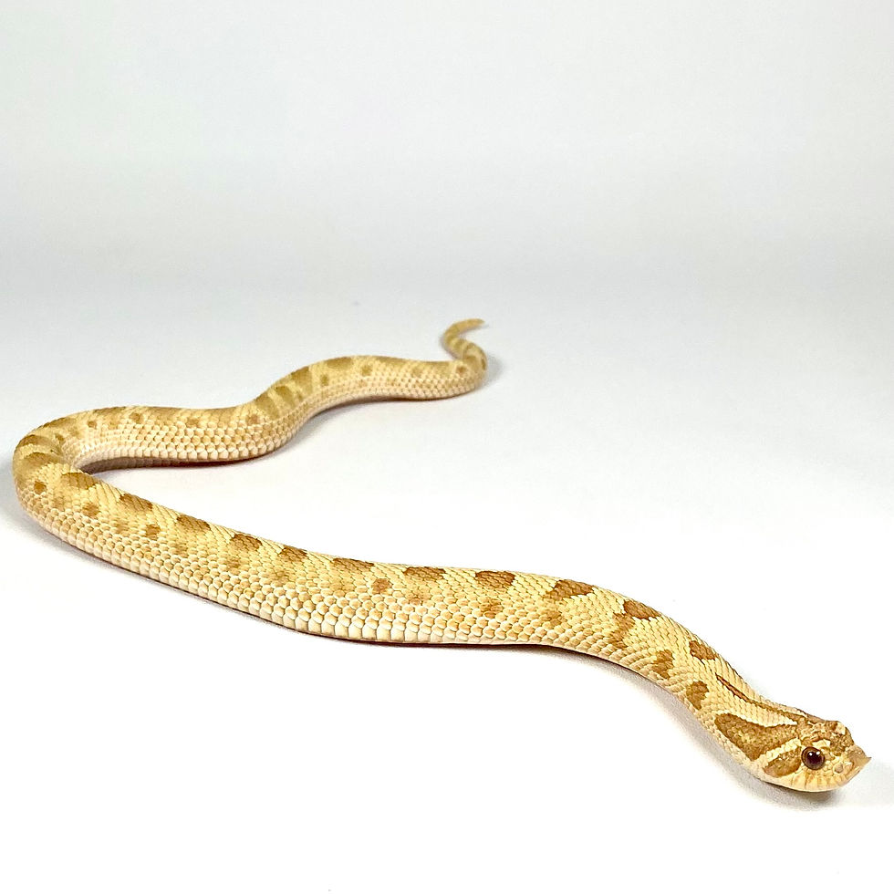 Thumbnail: HN_807_5_0125-F1 Toffee Conda (LIVE FEEDER) Western Hognose