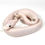 Thumbnail: 0427_01_8/25 Urban Camo Grey Matter GHI Ball Python