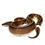 Thumbnail: 0272 Mahogany Pied Ball Python