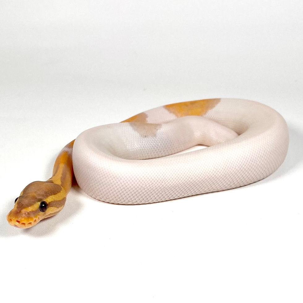 Thumbnail: 0803_AM Pastel YB Banana Pied Ball Python
