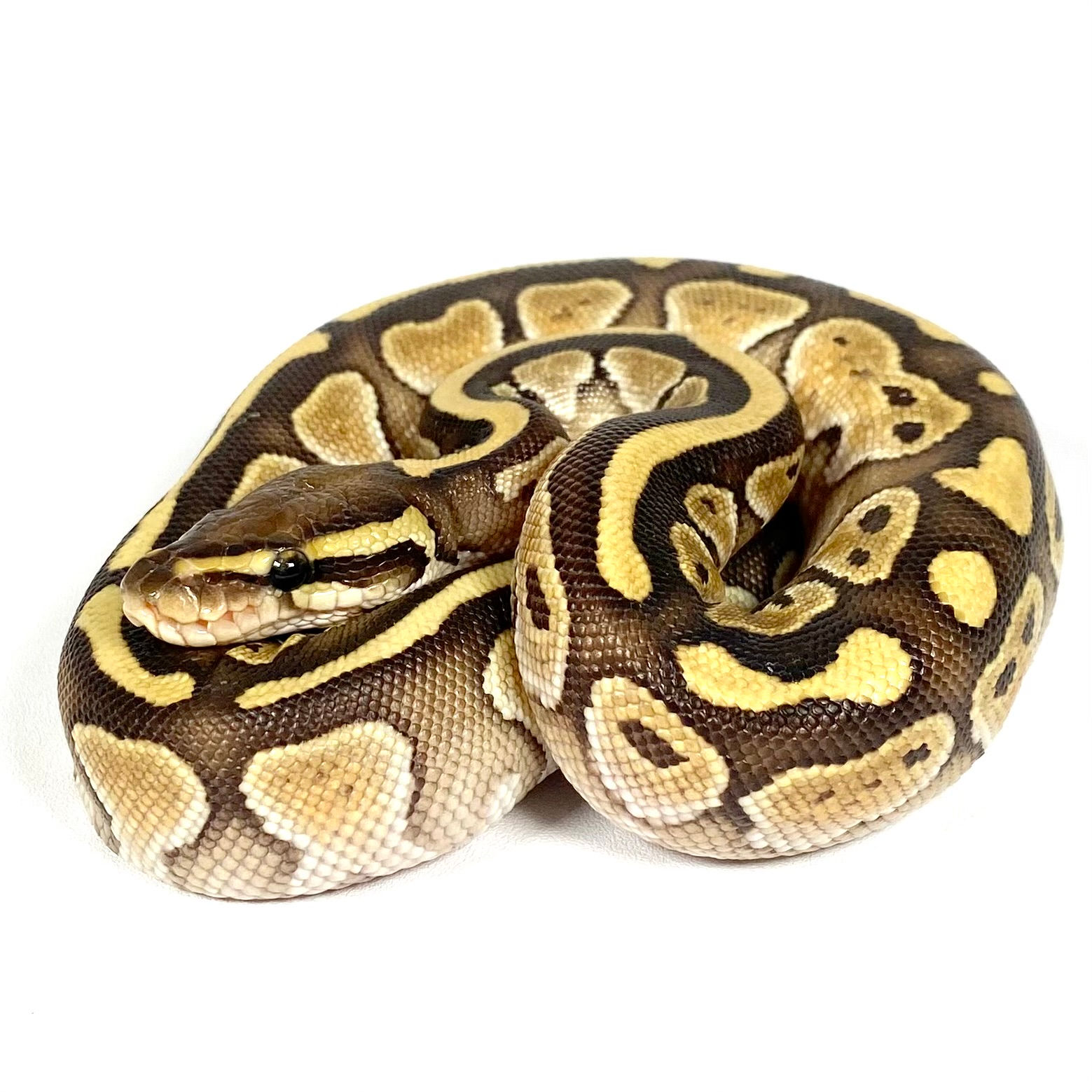 0801_AM Lesser Ball Python