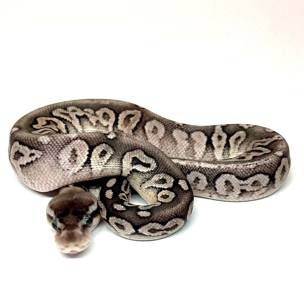 Thumbnail: 0335_04_11/23 Cinnamon Pastave POS YB Ball Python