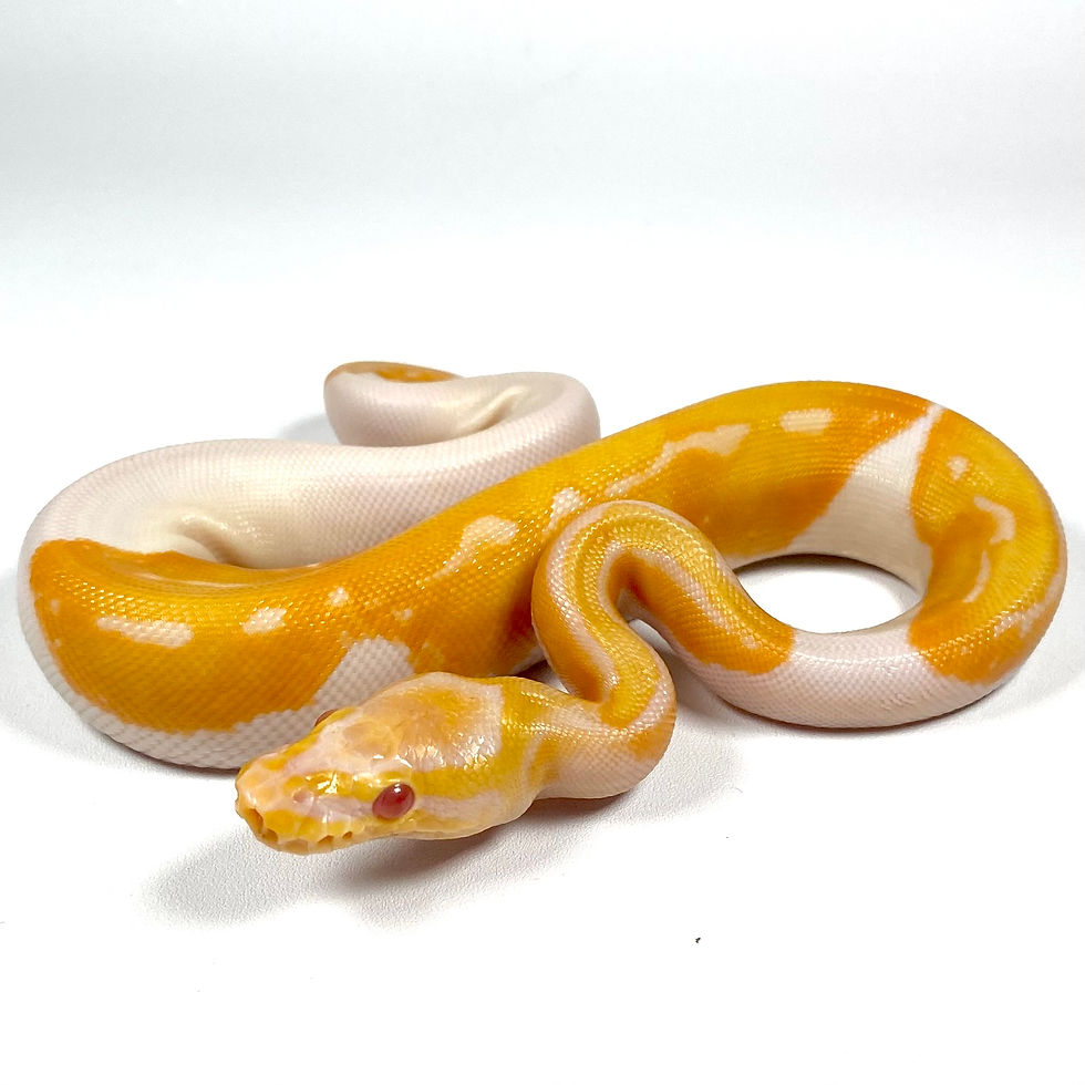 Thumbnail: 0357_03_7/25 YB Candino Pied Ball Python