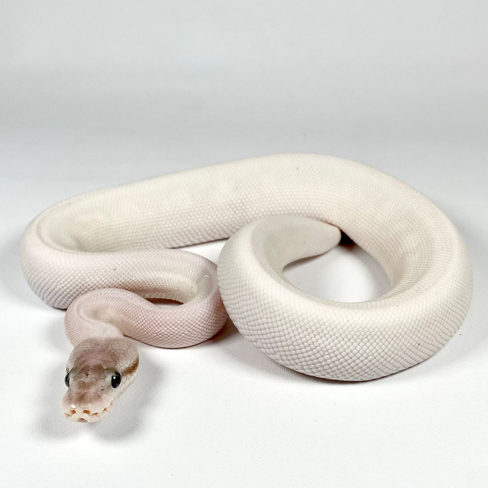 Thumbnail: 0276_1 BEL - Mojave Russo Ball Python
