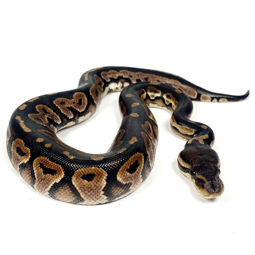 0419_03_5/25 Urban Camo (Klller 8-Ball) Ball Python