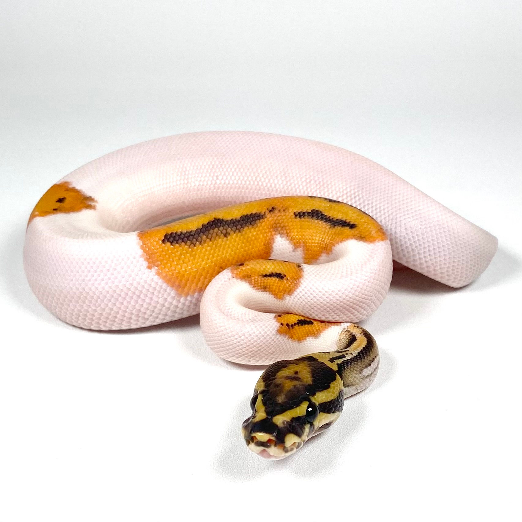 0424_04_10/25 OD Hypo Pied POS Enchi Ball Python