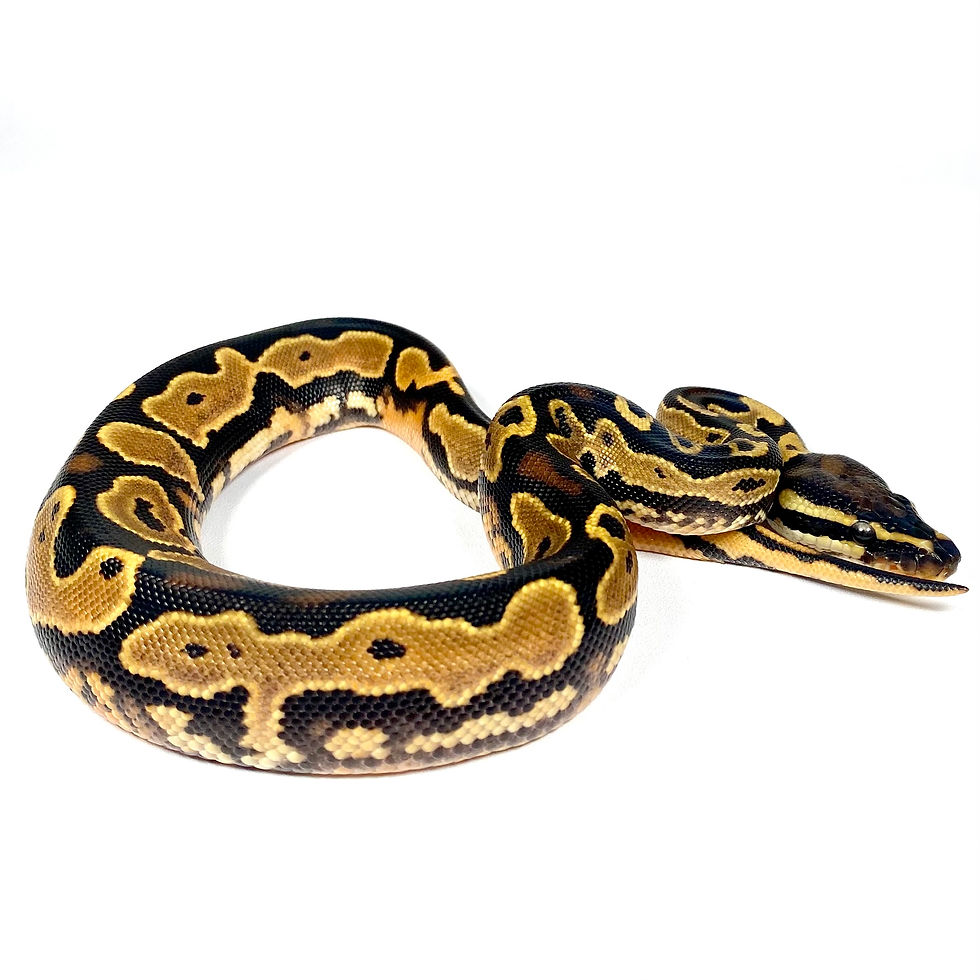 Thumbnail: 0815_KC_3_9/25 HRA OD YB Het hypo 50% DH Albino Pied Ball Python