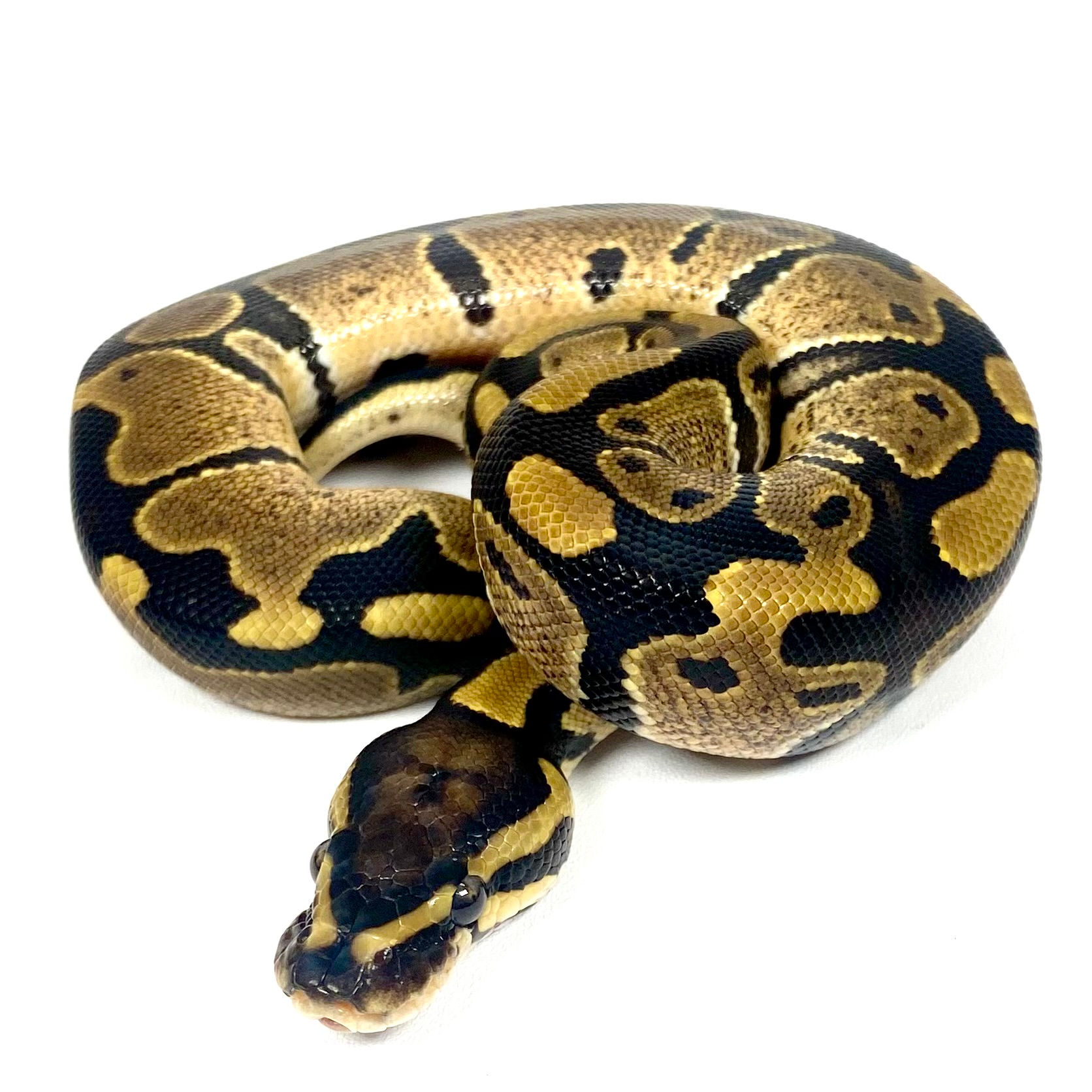 0422_03_7/25 TH VPI Axanthic Clown Pied