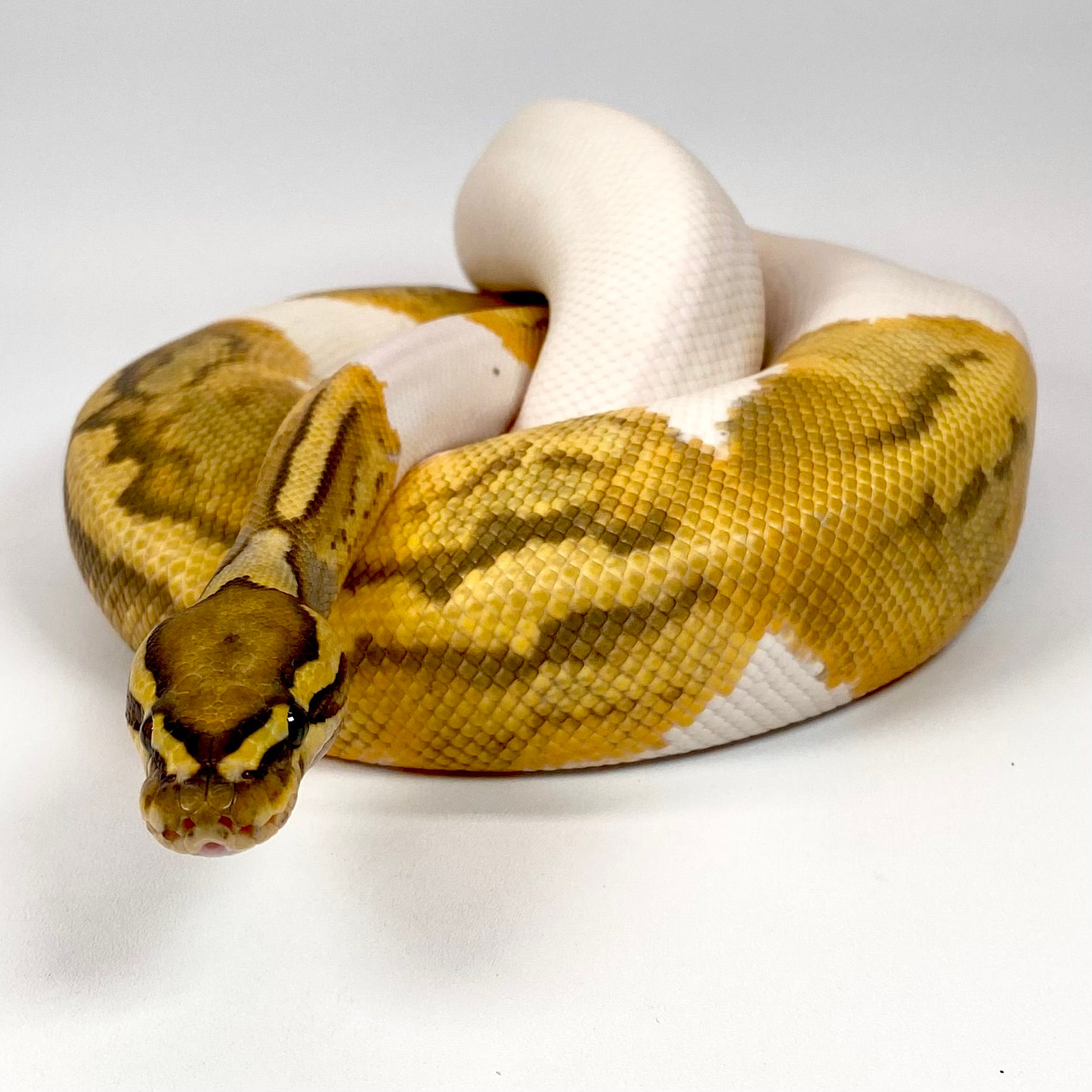 0832_KC Hypo Pied Ball Python
