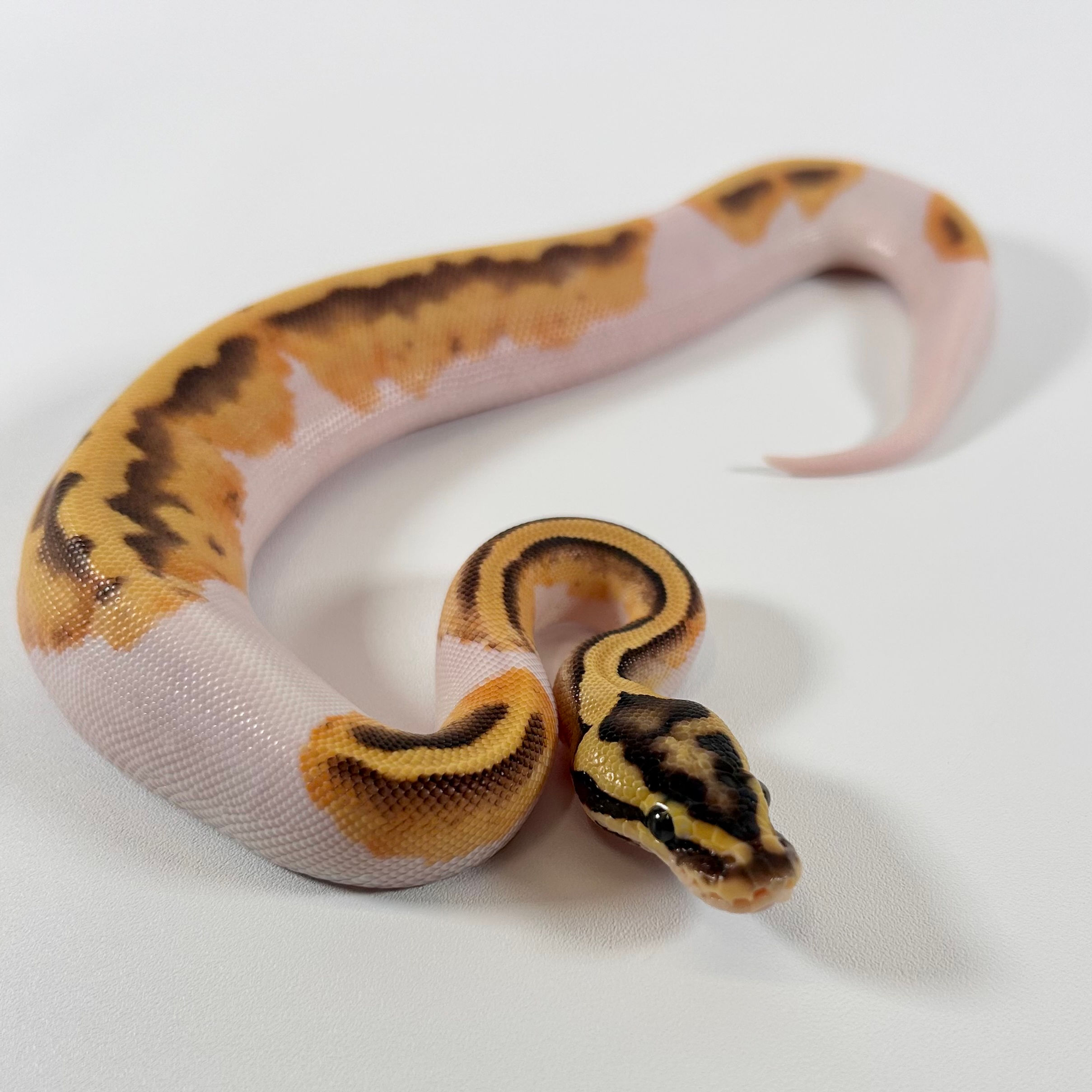 0397_06_7/24 OD Enchi Firefly GeneX Pied