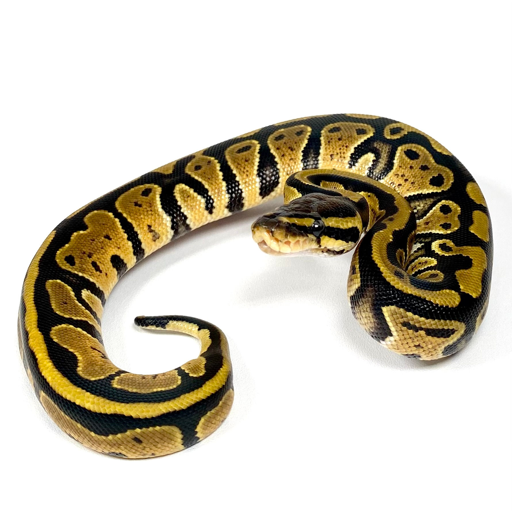 0220_01_7/25 TH VPI Axanthic Clown Pied