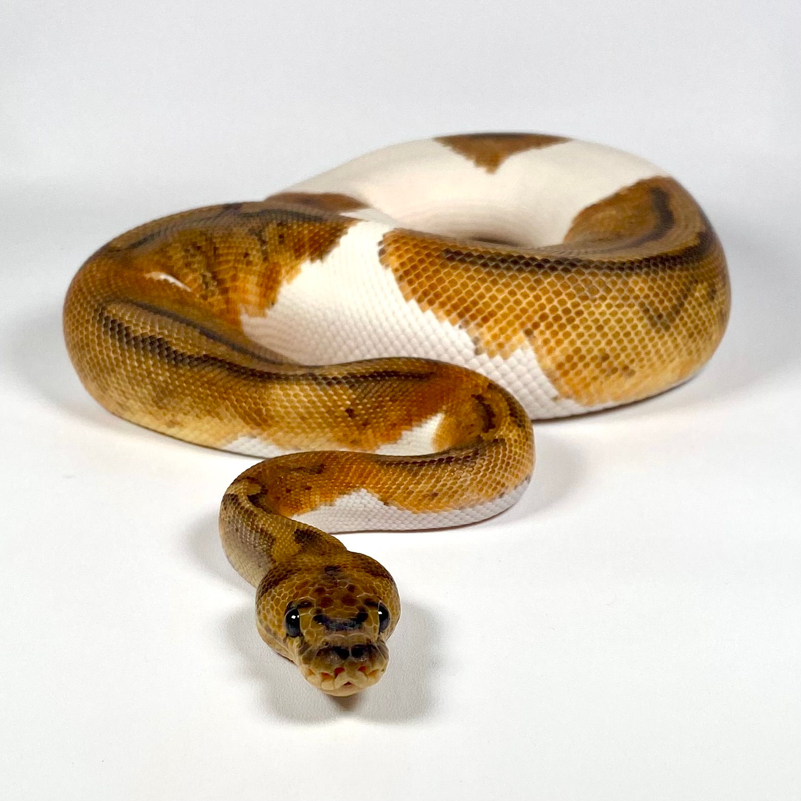 0277_03 Clown Pied Het Hypo Ball Python