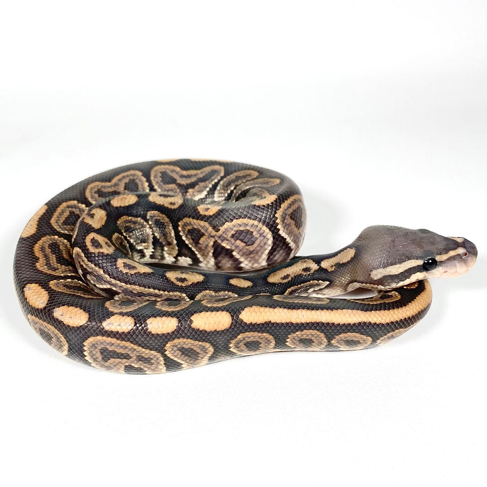 Thumbnail: GHI BP Fire Hypo Ball Python