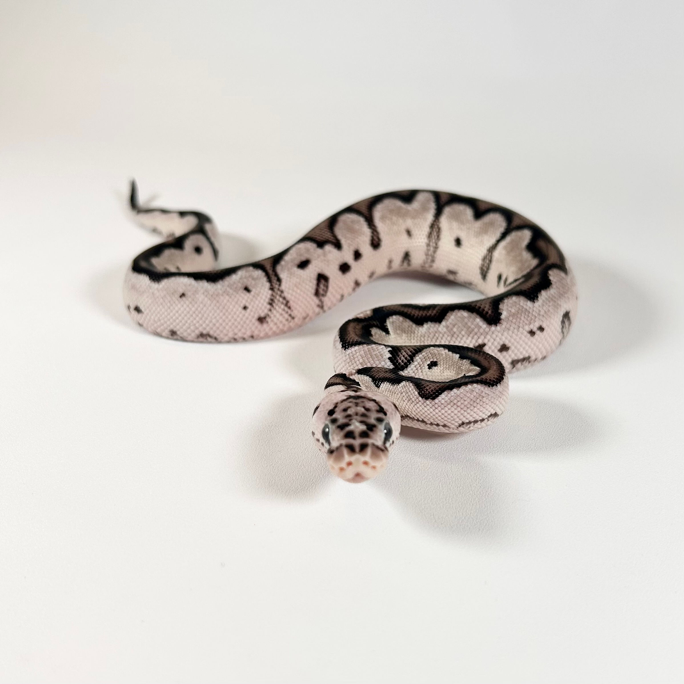 0387_01_9/24 Pastel VPI Axanthic Clown DH Lav Albino Pied Ball Python