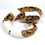 Thumbnail: 0271 Scaless Head Pied 50% Het Albino Ball Python