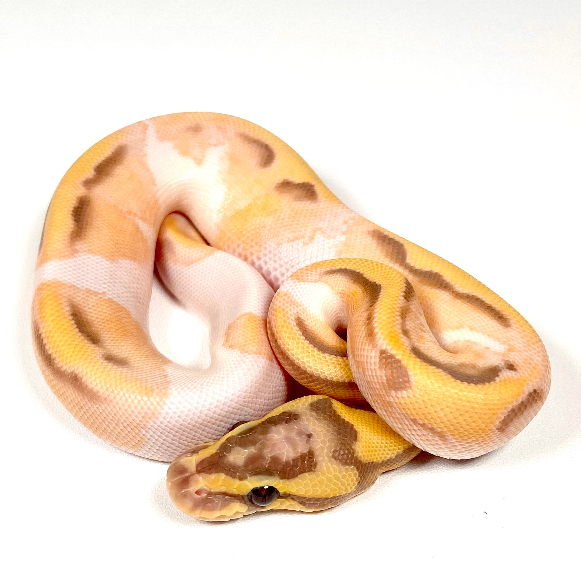 0397_05_7/25 Banana Enchi OD Pastel GeneX Pied Het Hypo