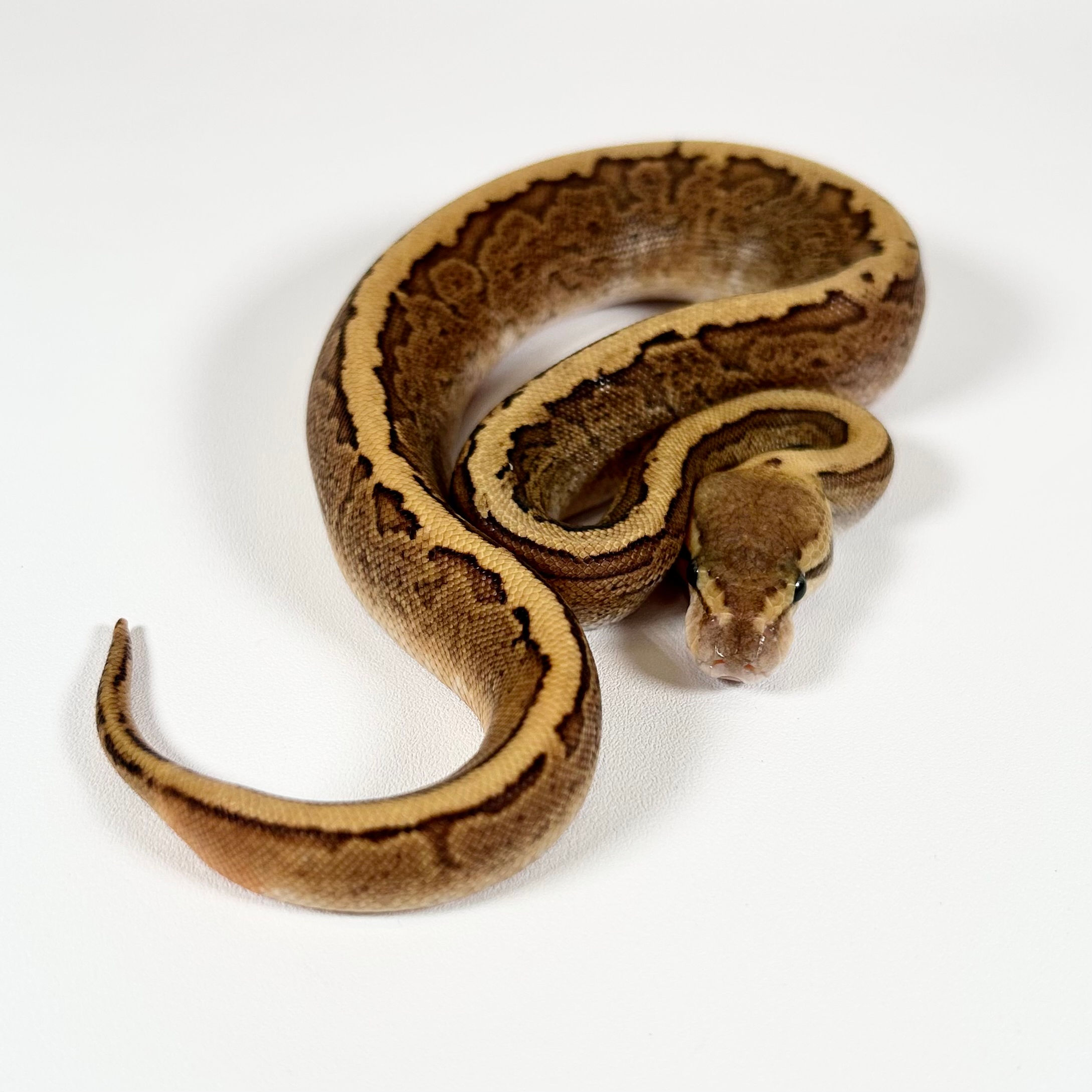 0390_04_9/24 Nanny Pin Fire OD Het Pied POS GHI Mojave