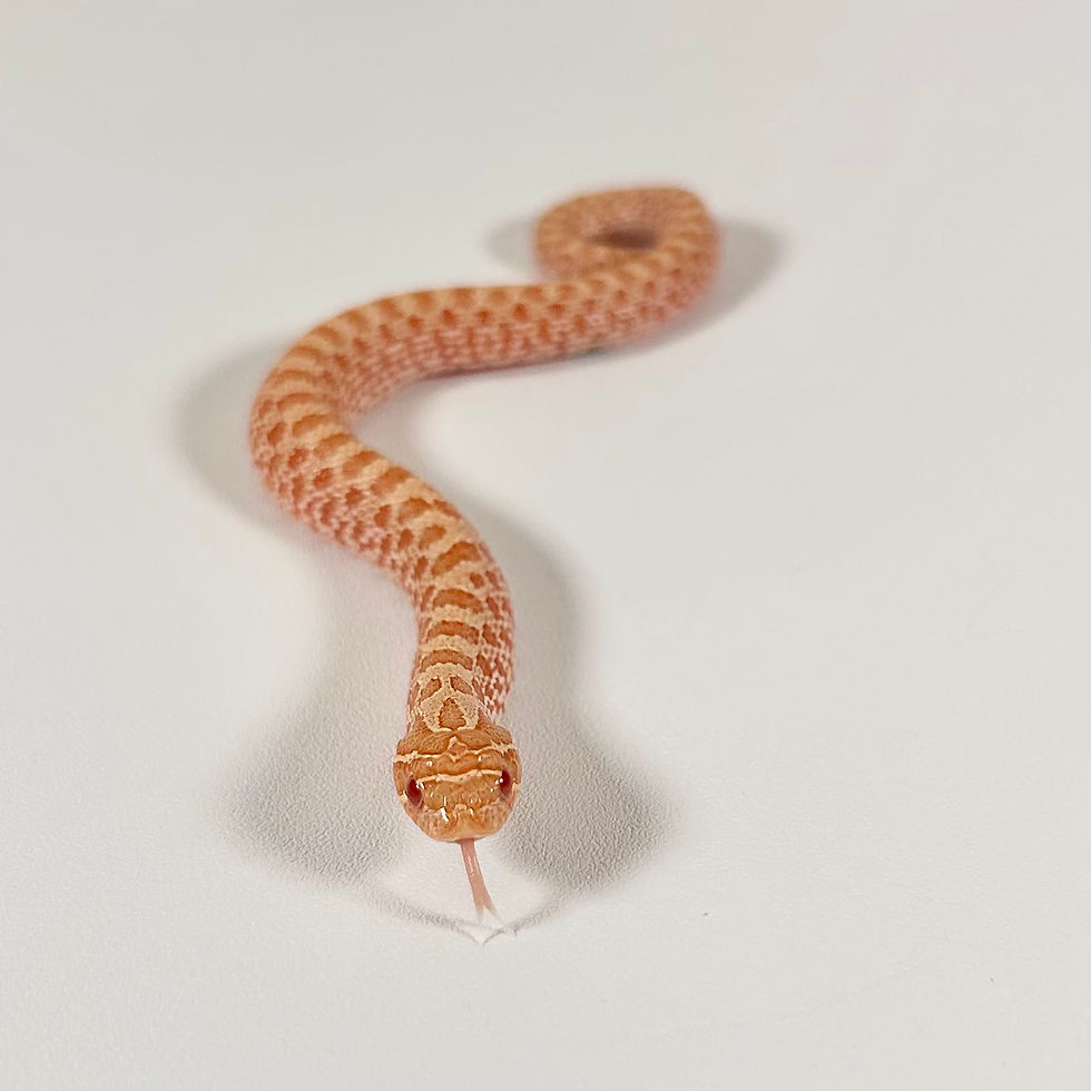 Thumbnail: HN_0102_03_07/24 Albino 50% Het Axanthic Het Toffee Belly