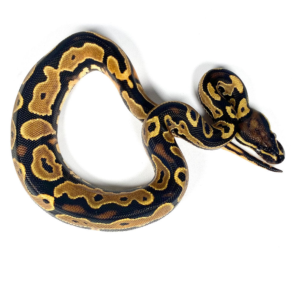 Thumbnail: 0815_KC_3_9/25 HRA OD YB Het hypo 50% DH Albino Pied Ball Python