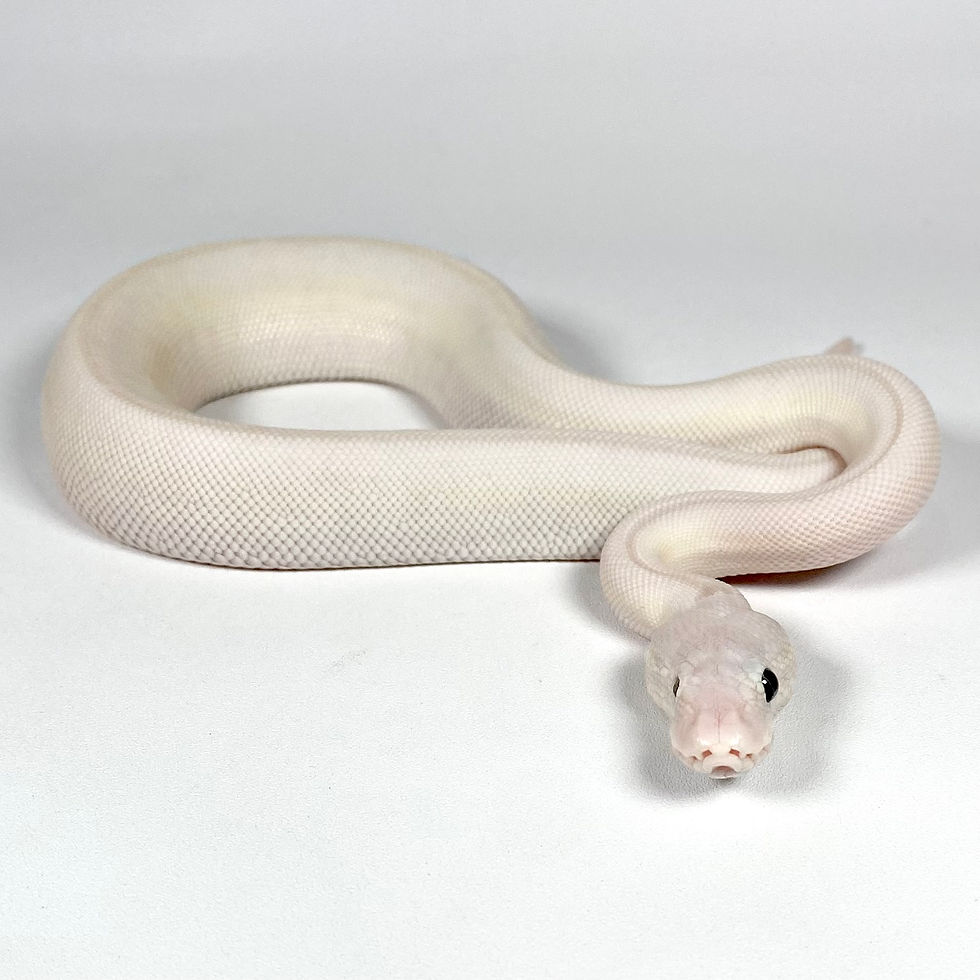 Thumbnail: 0808_AM BEL - Lesser Mojave - BLIND ONE EYE - PET ONLY Ball Python