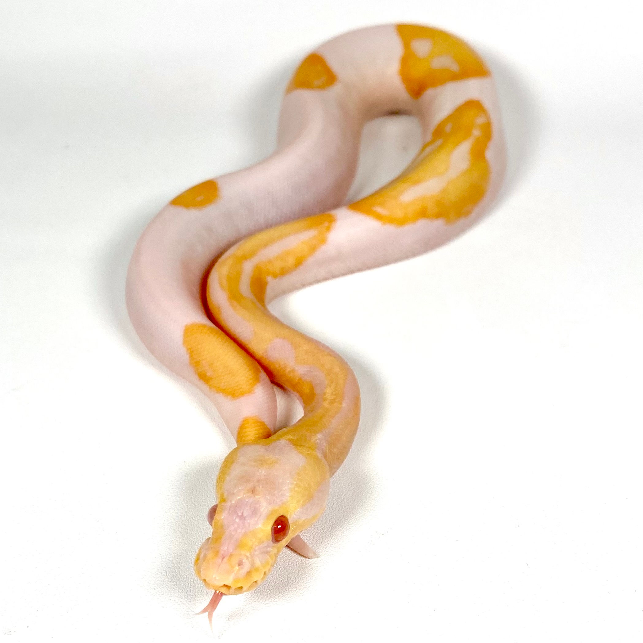 0813_AM Albino, Candy OR Candino Pied