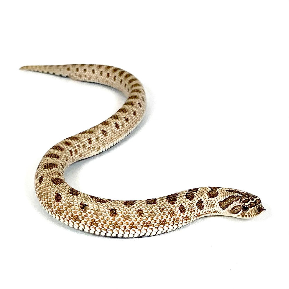 Thumbnail: HN_0805 Artic Conda 50% TH Axanthic Lavender Toffee Belly Western Hognose