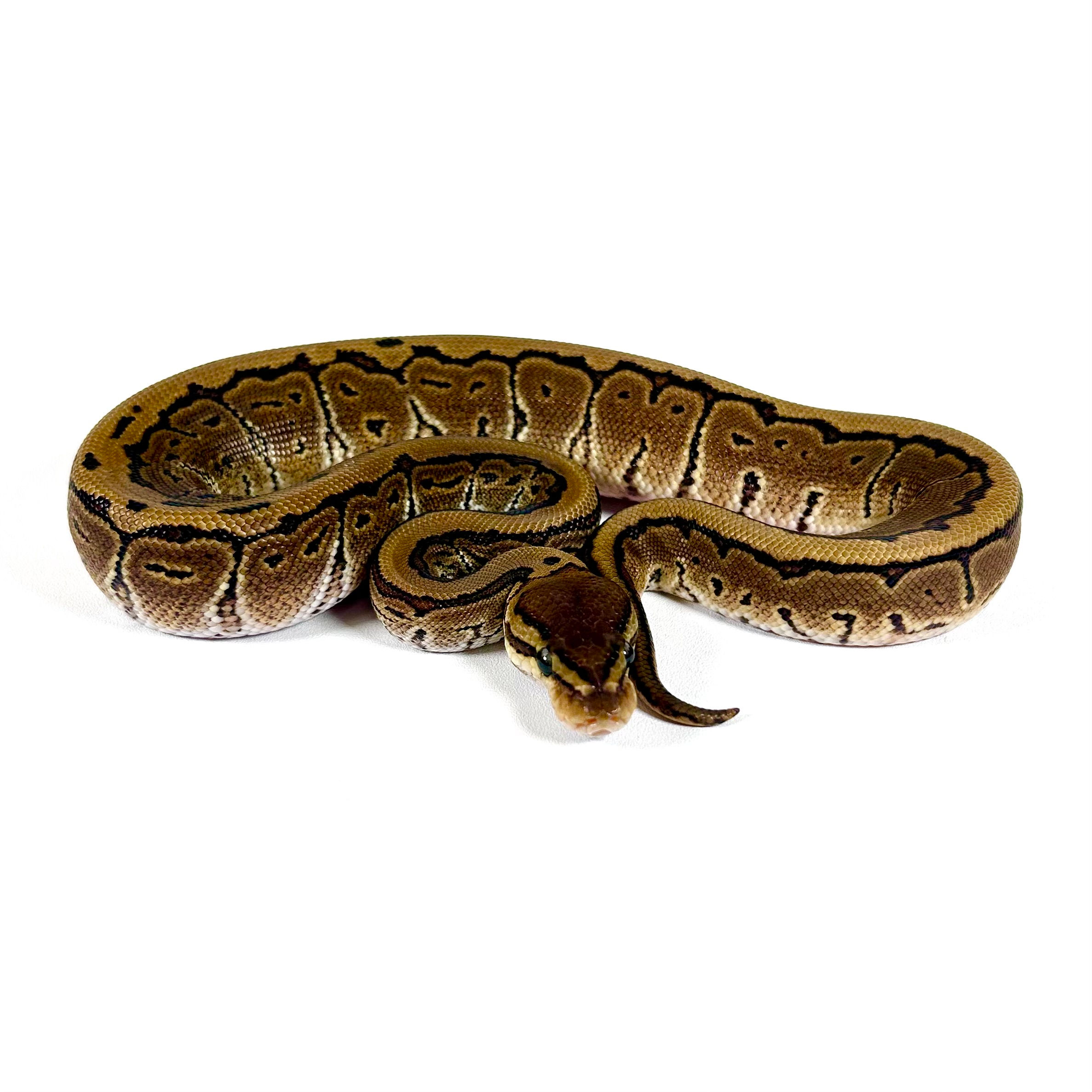 0390_02_9/24 Pin OD YB Het Pied POS Fire